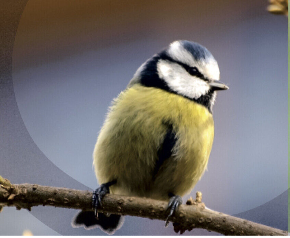 Wild Bird Seed Mixture Feed Food “All Seasons” 20Kg - FREE DELIVERY